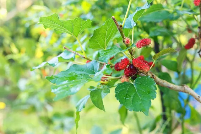 Morwa czarna - uprawa i wymagania