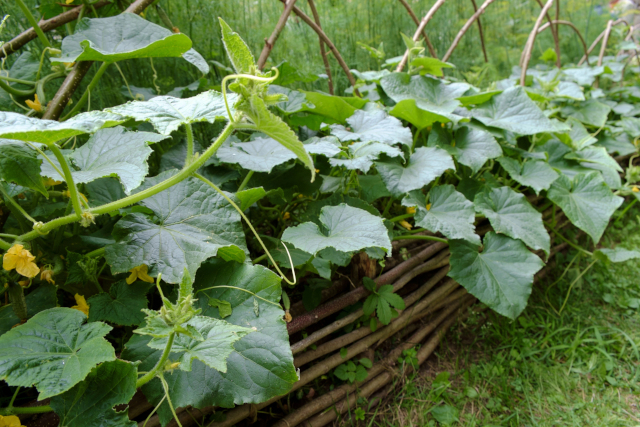 Ogórki wreszcie rosną jak szalone – wystarczyło zmienić jednego sąsiada