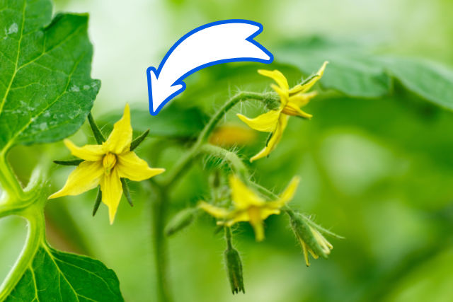 Pomidory kwitną, ale nie owocują? Oto, co naprawdę przeszkadza w zbiorach