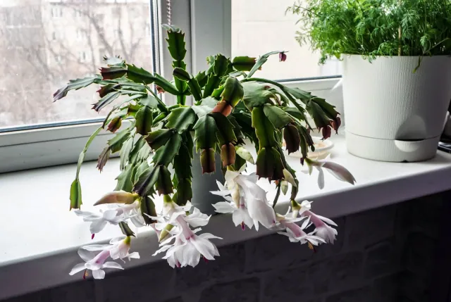 Szlumbergera: dwie skuteczne metody na morze kwiatów u Twojego grudnika